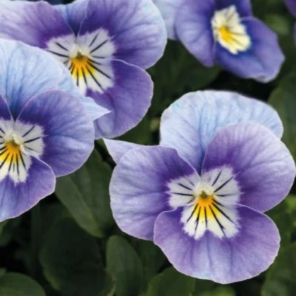 Violka rohatá Sorbet levandulová růžová - Viola cornuta - semena violky - 20 ks