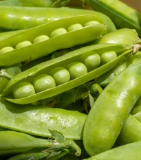 Hrách dřeňový Sienna - Pisum sativum - semena hrachu - 60 ks