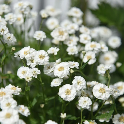Řebříček Bertrám Perla - Achillea ptarmica - semena řebříčku - 200 ks