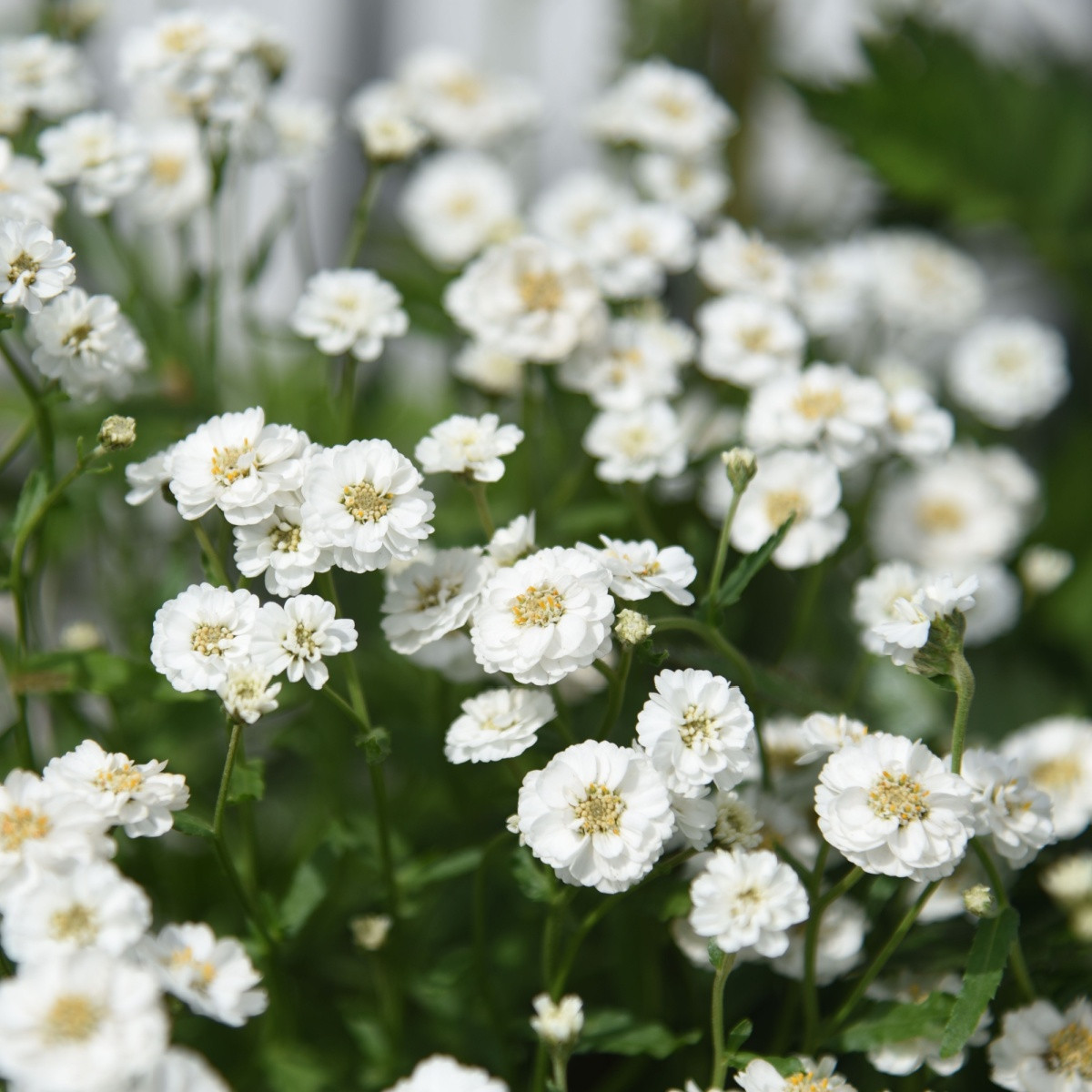 Řebříček Bertrám Perla - Achillea ptarmica - semena řebříčku - 200 ks