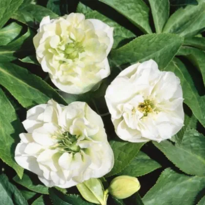 Čemeřice plnokvětá Ellen bílá - Helleborus double - prostokořenné sazenice čemeřice - 1 ks