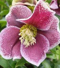Čemeřice Pretty Ellen tečkovaná - Helleborus orientalis - prostokořenné sazenice čemeřice - 1 ks