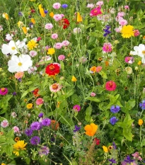 Včelí mls - semena Černý Biopro - letničková směs - 20 g