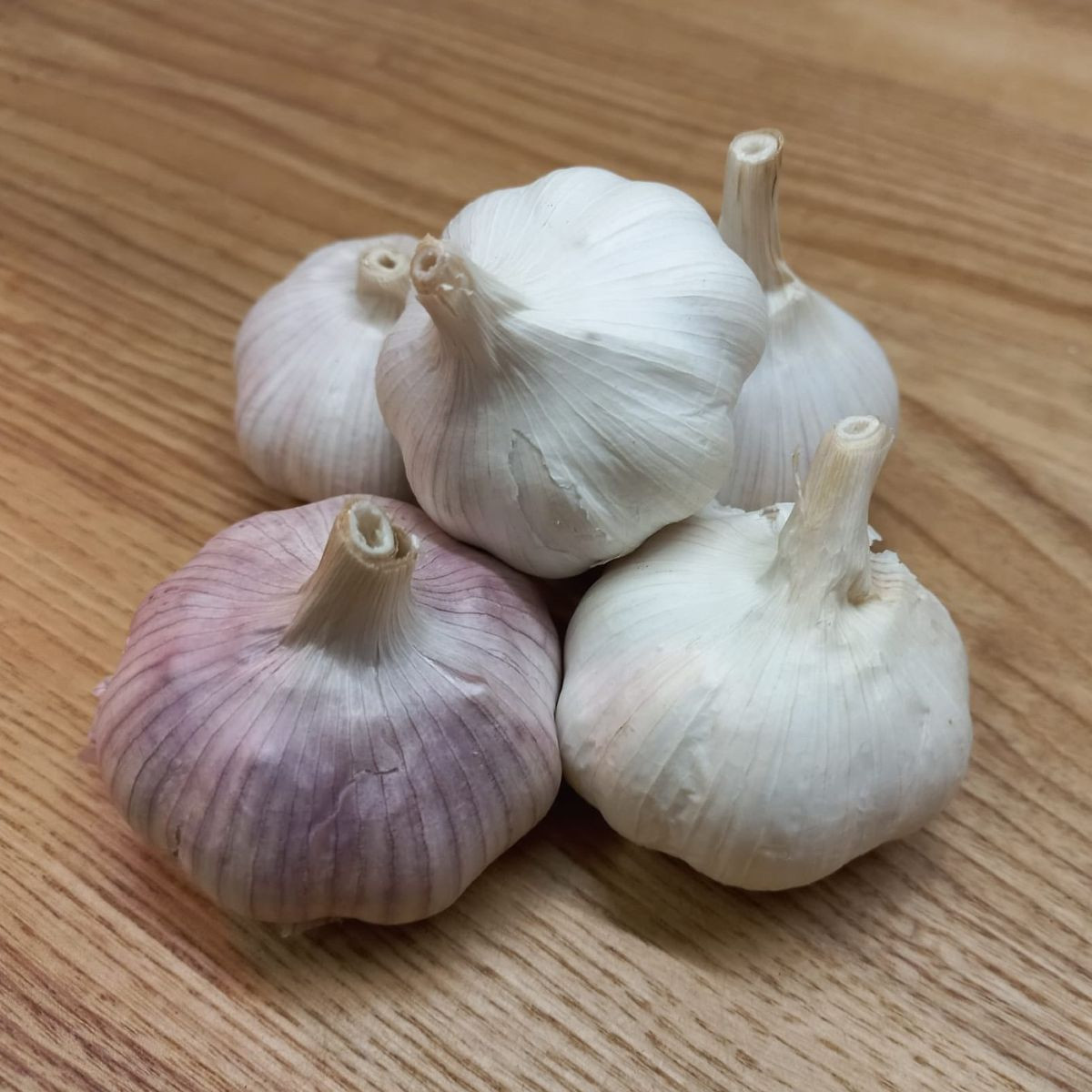 Sadbový česnek Morado de Cuenca - Allium sativum - nepaličák - cibule česneku - 1 balení
