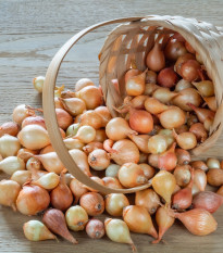 BIO Cebula dymka Stuttgart - Allium cepa - bio cebulki - 150 g