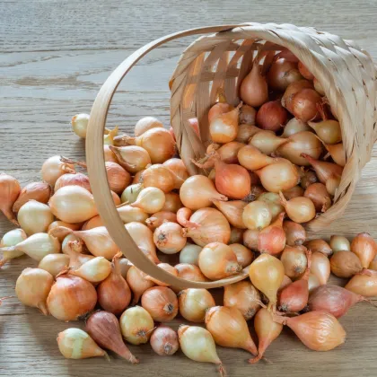 BIO Cebula dymka Stuttgart - Allium cepa - bio cebulki - 150 g