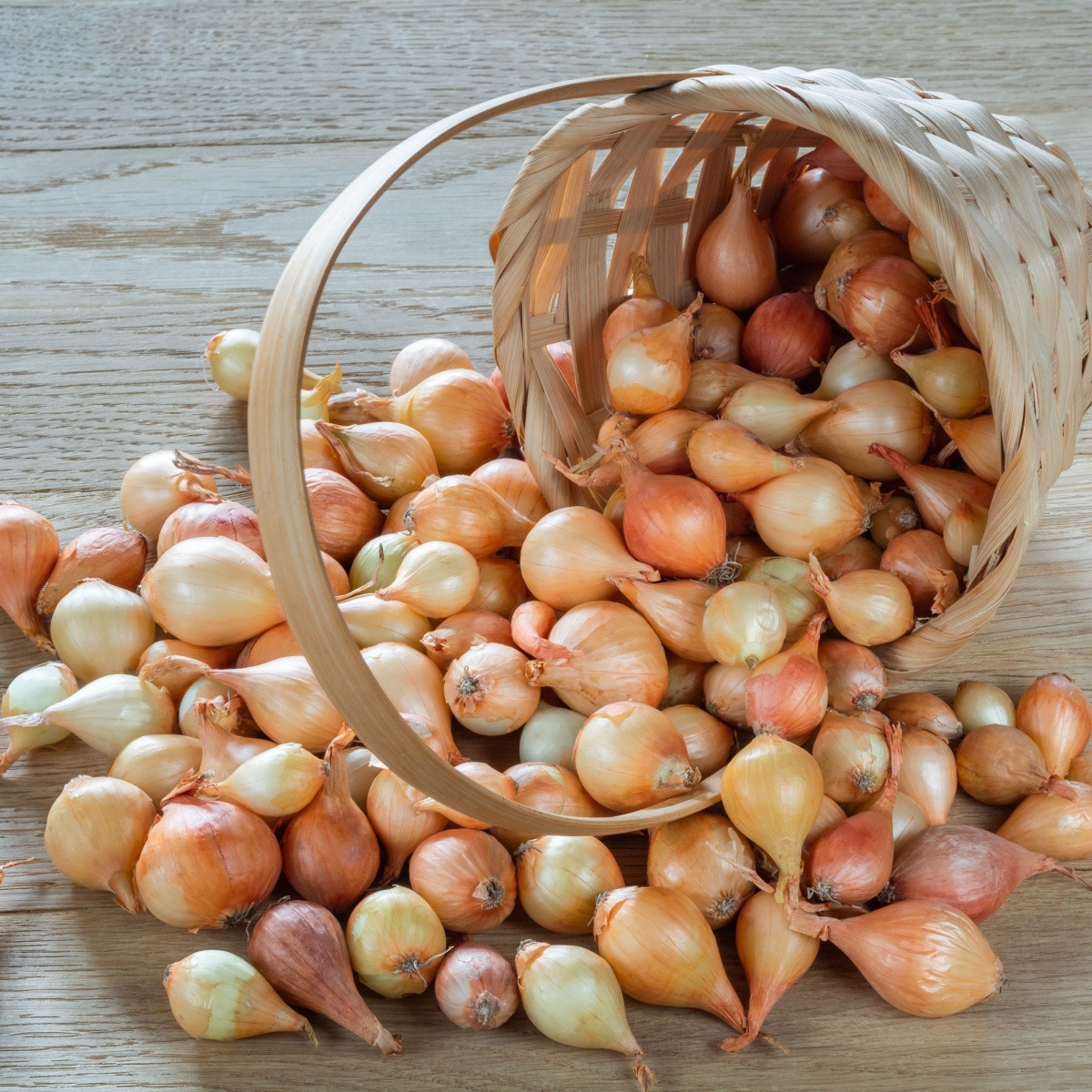 BIO Cebula dymka Stuttgart - Allium cepa - bio cebulki - 150 g