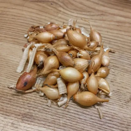 BIO Cebula dymka Sturon - Allium cepa - bio cebulki - 150 g