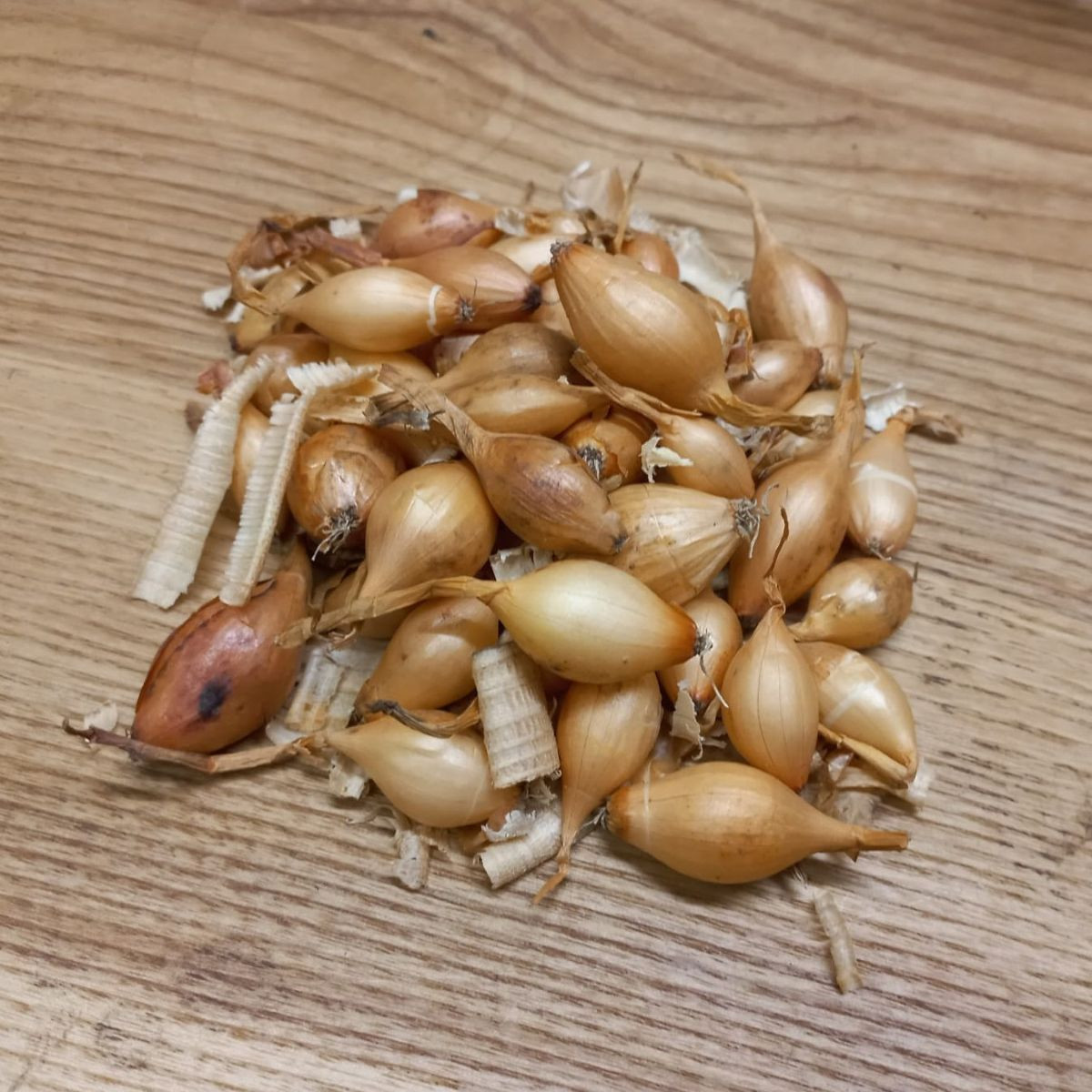 BIO Cibule sazečka Sturon - Allium cepa - bio cibulky - 250 g