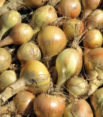 BIO Cebula dymka Sturon - Allium cepa - bio cebulki - 150 g