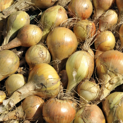 BIO Cebula dymka Sturon - Allium cepa - bio cebulki - 150 g