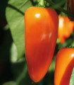 Paprika Lubega Mini Orange F1 - Capsicum annuum - semena papriky - 5 ks