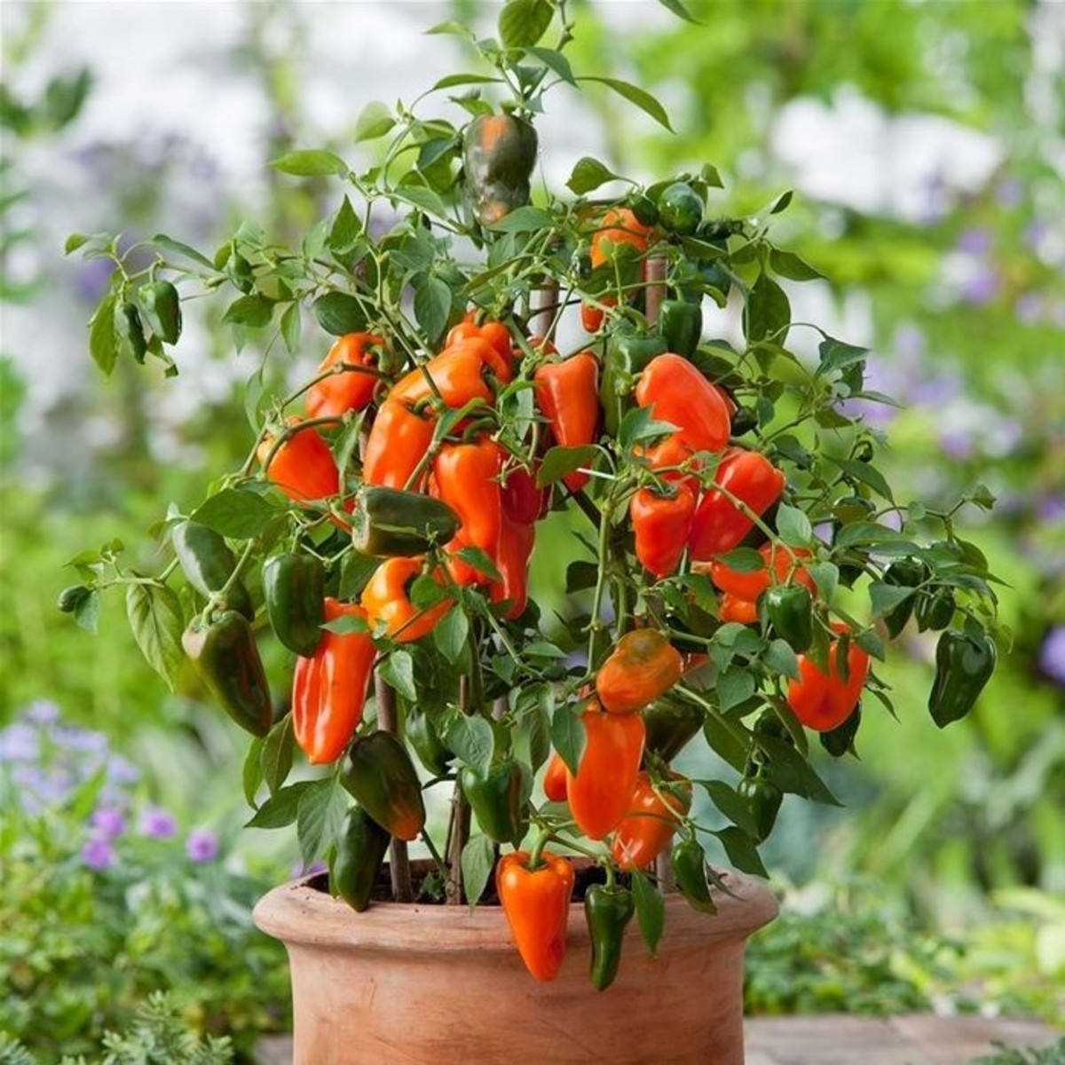 Paprika Lubega Mini Orange F1 - Capsicum annuum - semena papriky - 5 ks