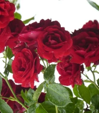 Růže velkokvětá pnoucí červená - Rosa - prostokořenné sazenice růže - 1 ks