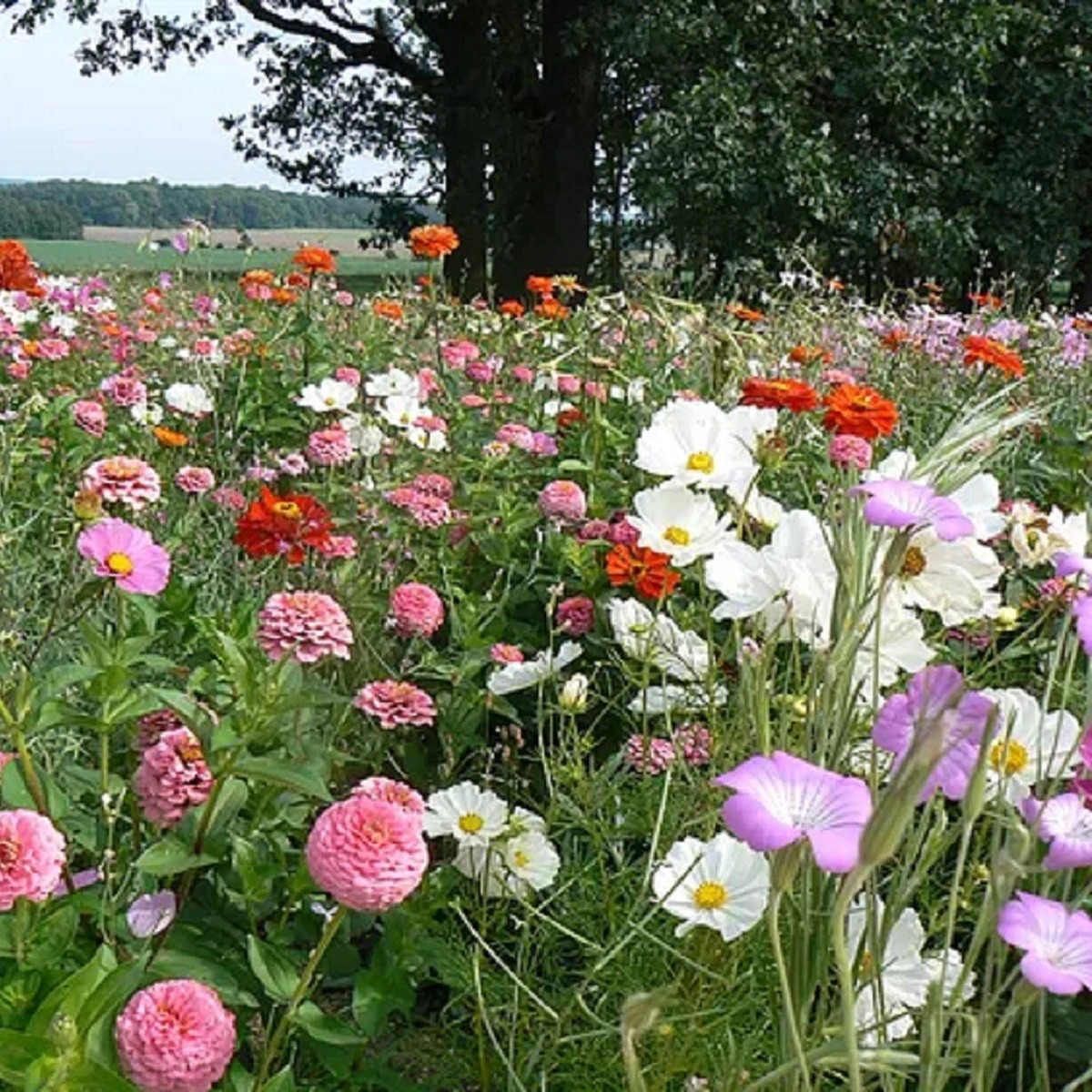 Radość Lednicka – kwiaty łąkowe – mieszanka jednoroczna – nasiona Czarny Biopro