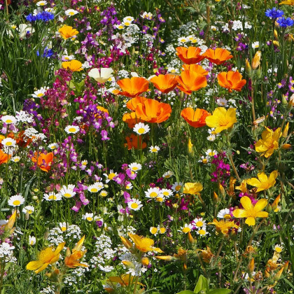 Plzeňská květnice - semena Černý Biopro - letničková směs - 20 g