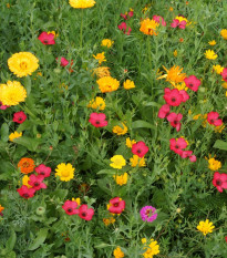 Červánková louka - semena Černý Biopro - letničková směs - 20 g