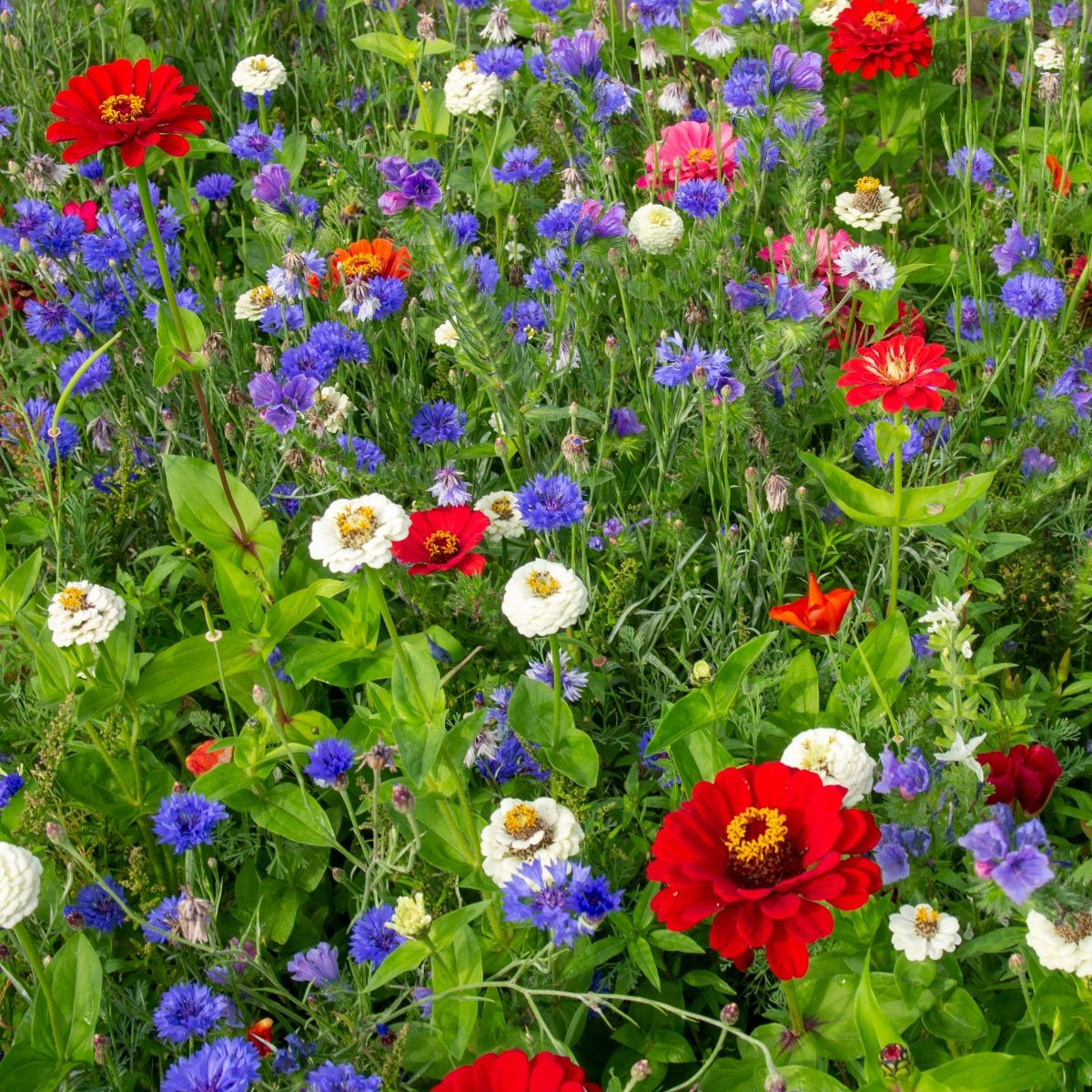 Trikolóra - semena Černý Biopro - letničková směs - 20 g