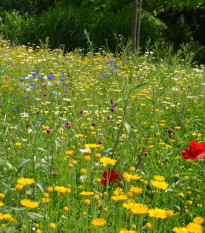 Trvalková směs - semena Černý Biopro - směs - 40 g