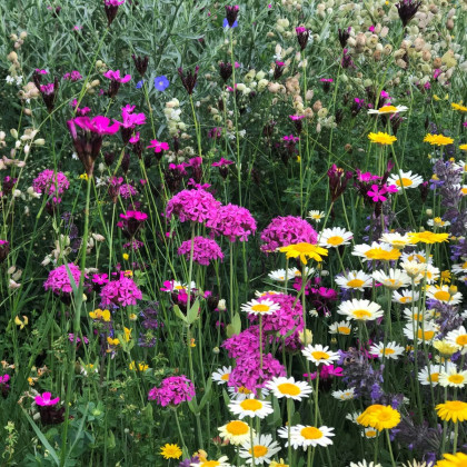 Trvalková směs - semena Černý Biopro - směs - 40 g