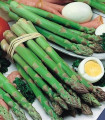 Chřest Gijnlim - Asparagus officinalis - prostokořenné sazenice chřestu - 1 ks