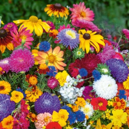 Květinová směs - Last minute - semena Kiepenkerl - 1 ks