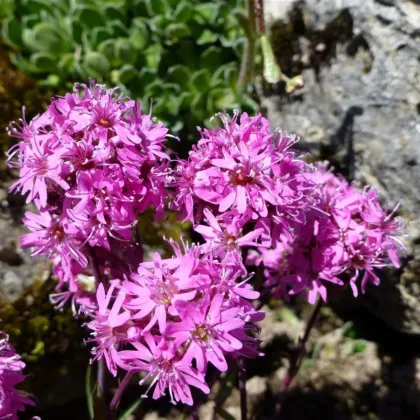 Firletka alpejska - Lychnis alpina - nasiona firletki - 20 szt.