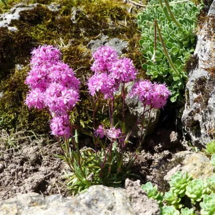Firletka alpejska - Lychnis alpina - nasiona firletki - 20 szt.