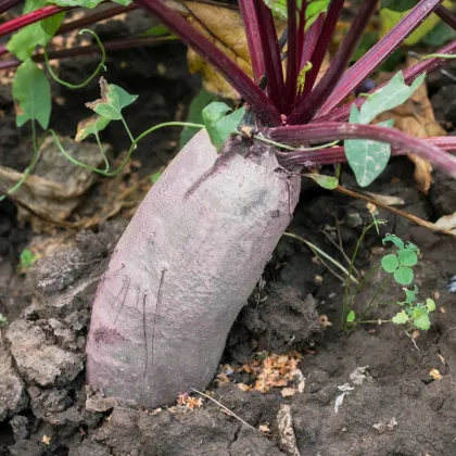 BIO Řepa červená Formanova - Beta vulgaris - bio semena řepy - 50 ks