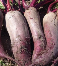BIO Řepa červená Formanova - Beta vulgaris - bio semena řepy - 50 ks