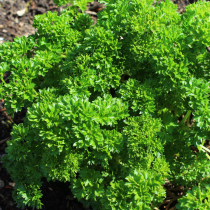 Petržel Zelená Perla - Petroselinum crispum - semena petržele - 800 ks
