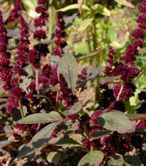 Laskavec Pygmy Torch - Amaranthus hypochondriacus - semena laskavce - 100 ks