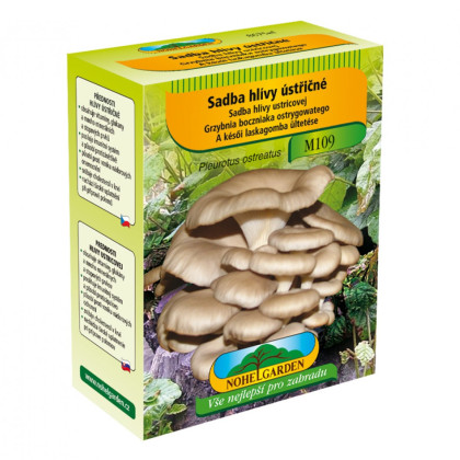 Hlíva ústřičná - Pleurotus ostreatus - sadba - 250 ml