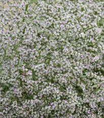 Suchobýl tatarský - Limonium tataricum - semena suchobýlu - 50 ks