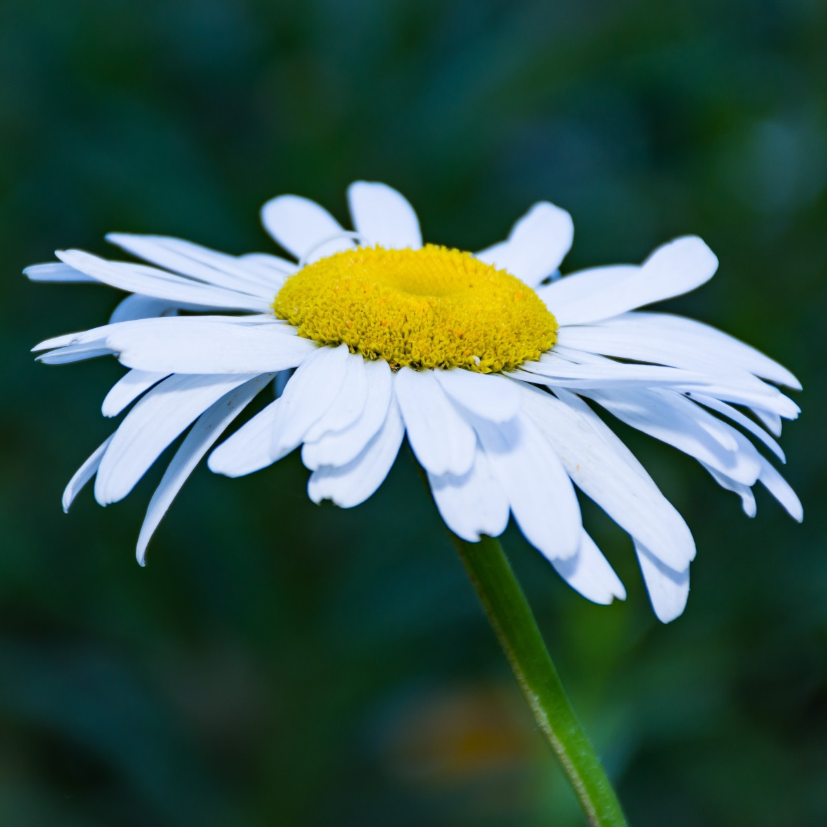 Kopretina úzkolistá - Leucanthemum graminifolium - semena kopretiny - 50 ks