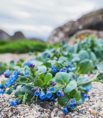 Plícněnka przybrzeżna Silver Ocean blue - Mertensia maritima - nasiona plícněnki - 15 szt.