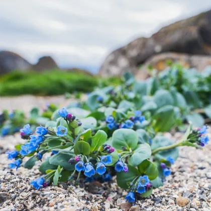 Plícněnka przybrzeżna Silver Ocean blue - Mertensia maritima - nasiona plícněnki - 15 szt.
