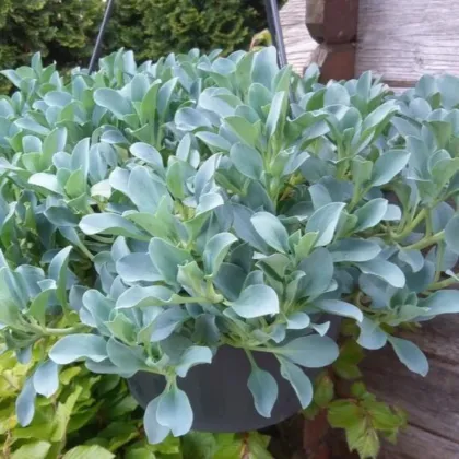 Plícněnka przybrzeżna Silver Ocean blue - Mertensia maritima - nasiona plícněnki - 15 szt.