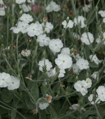 Firletka kwiecista White - Lychnis coronaria - nasiona firletki - 100 szt.