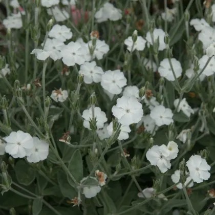 Firletka kwiecista White - Lychnis coronaria - nasiona firletki - 100 szt.