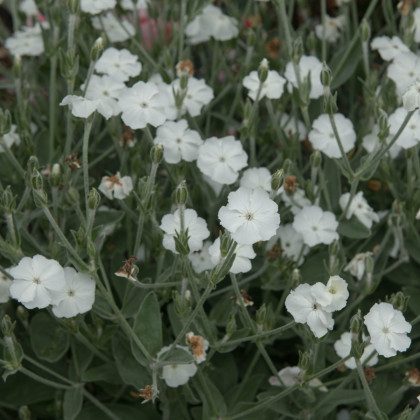 Firletka kwiecista White - Lychnis coronaria - nasiona firletki - 50 szt.