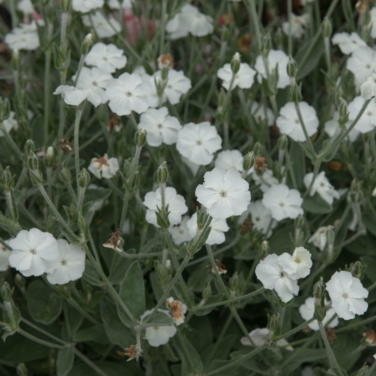 Firletka kwiecista White - Lychnis coronaria - nasiona firletki - 50 szt.