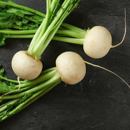 Rzodkiewka Acord - Raphanus sativus - nasiona rzodkiewki - 150 szt.