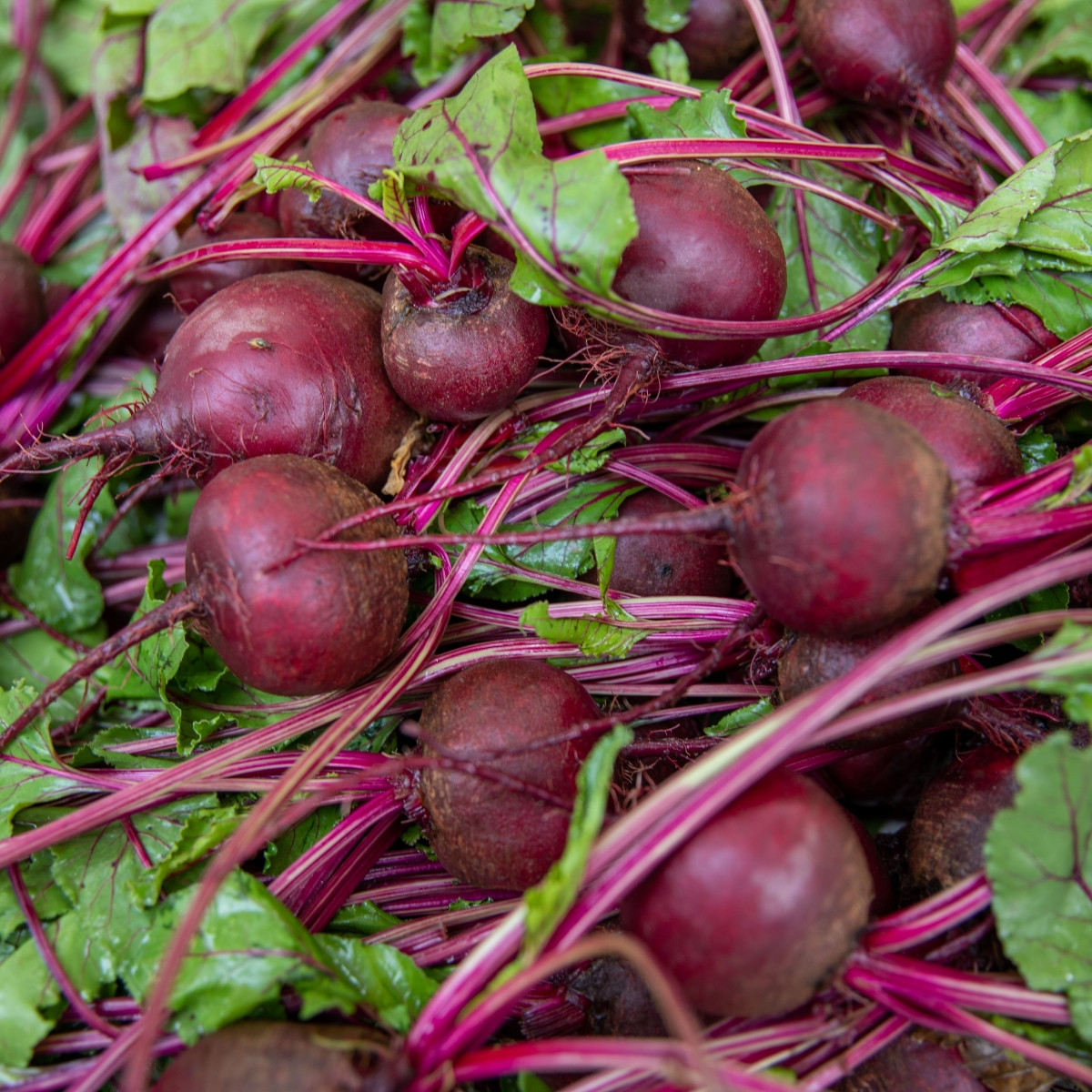 BIO Červená řepa Boro F1 - Beta vulgaris - semena řepy - 50 ks