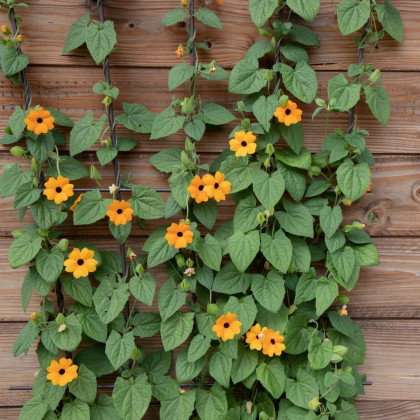 Smatovka křídlatá pnoucí - Susie oranžová - Thunbergia alata - semena smatovky - 12 ks