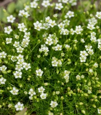 Úrazník šídlovitý - Sagina subulata - semena úrazníku - 150 ks