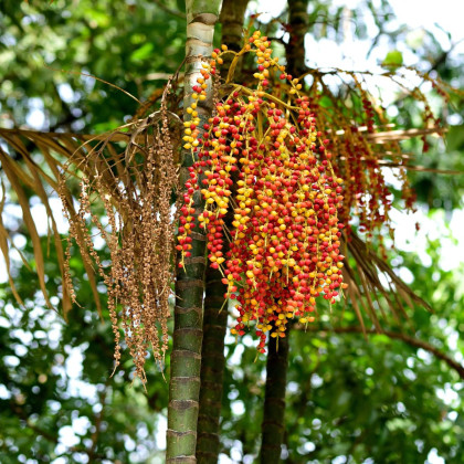 Palma Ptychosperma - Ptychosperma sp. Black fruit - semena palmy - 3 ks