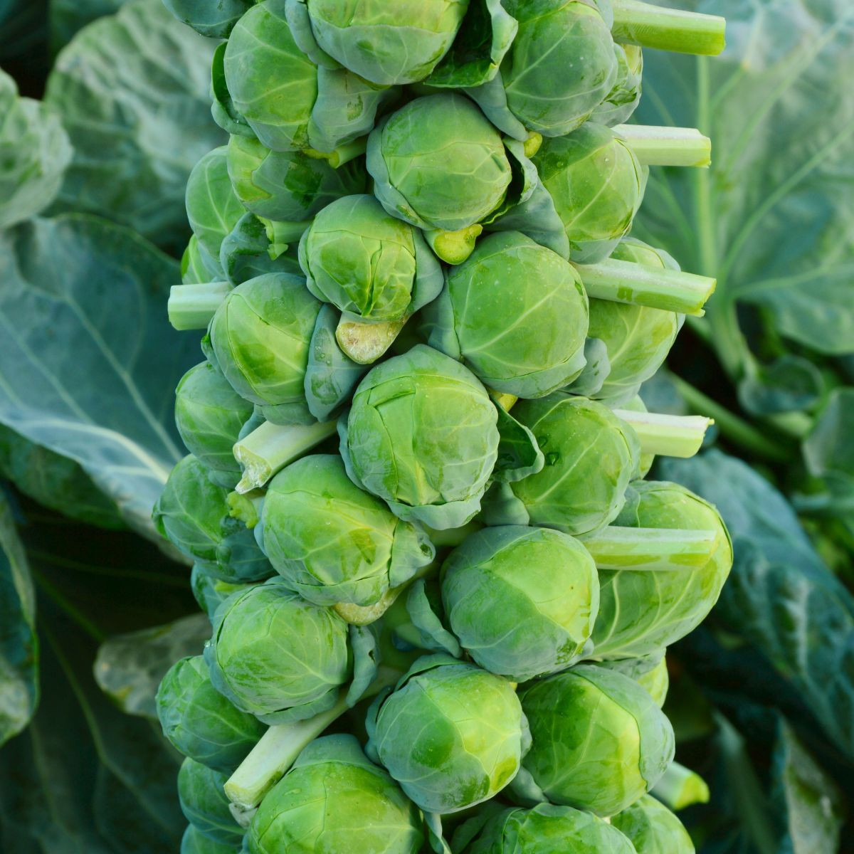 BIO Kapusta růžičková Igor F1 - Brassica oleracea - semena kapusty - 20 ks