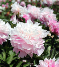 Pivoňka Amabilis - Paeonia lactiflora - hlízy pivoňky - 1 ks