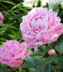 Pivoňka Sarah Bernhardt - Paeonia lactiflora - hlízy pivoňky - 1 ks